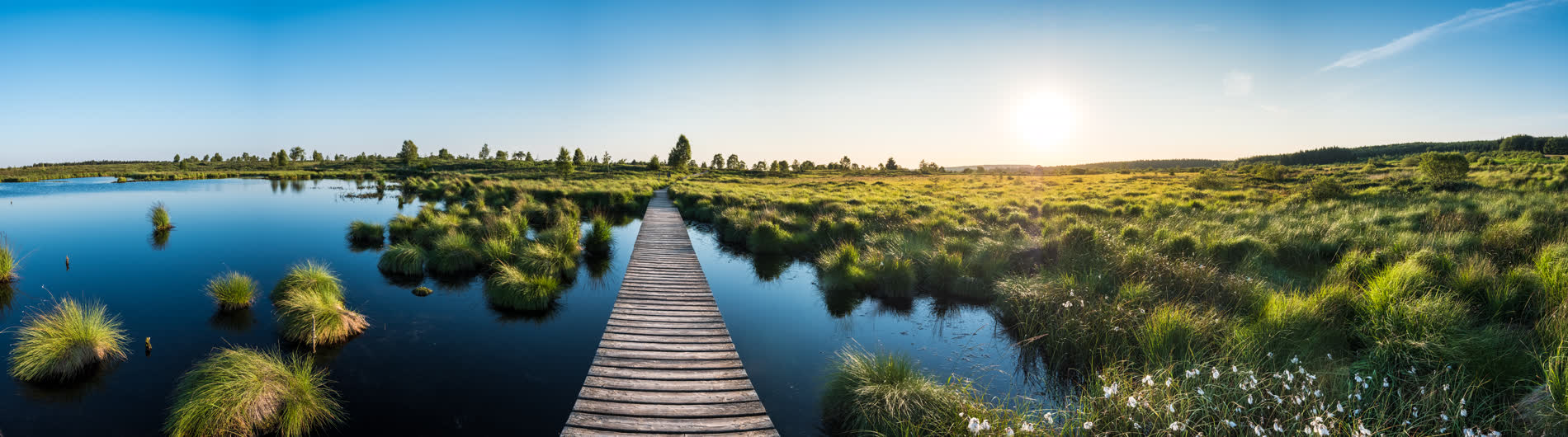Holzsteg durch ein Hochmoor mit Wasserflächen und Grasbülten, tief stehende Sonne